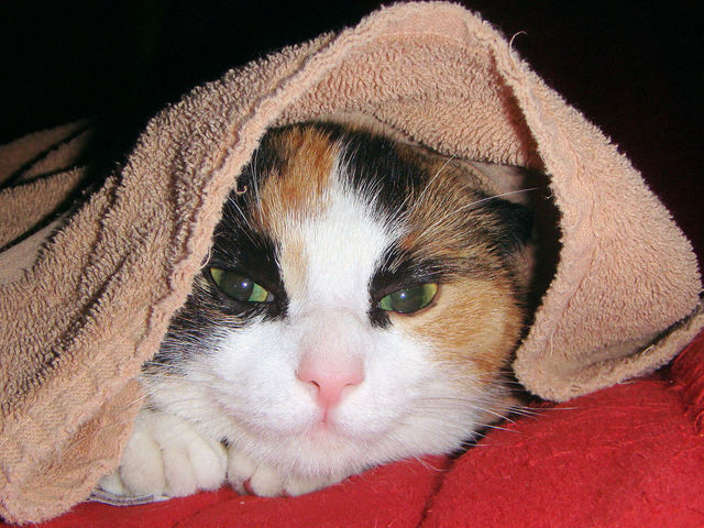 cat-under-a-towel-1249897-640x480_1.jpg
